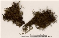 藏品(白齒苔屬)的圖片